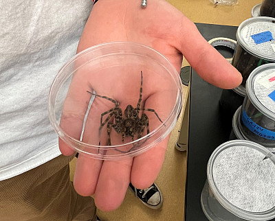A fishing spider sits in a petri dish.