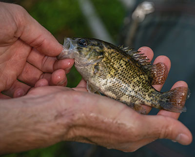 All fish are returned to their streams after data is collected.