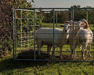 A flock of 30-some sheep will keep the grass trimmed throughout the 14-acre solar array starting ...